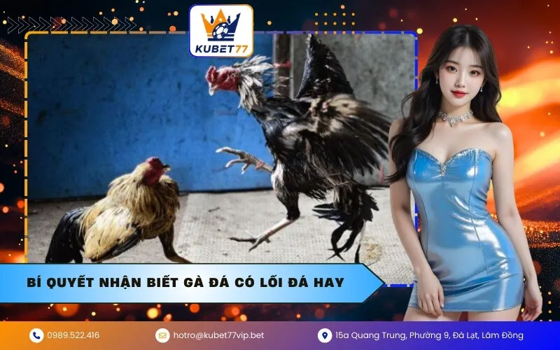 Bí quyết nhận biết gà đá có lối đá hay