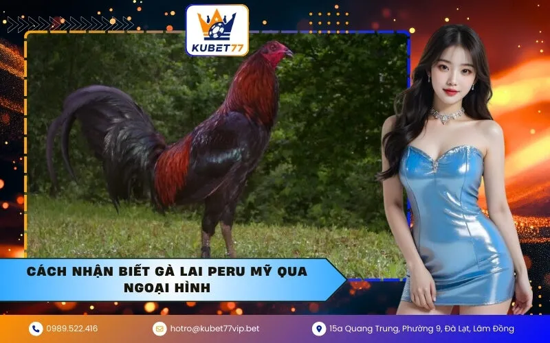 Cách nhận biết gà lai Peru Mỹ qua ngoại hình