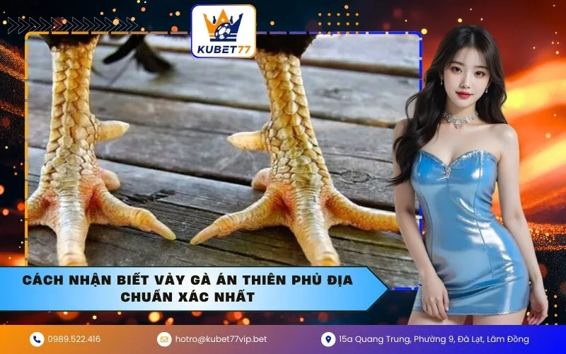 Cách nhận biết vảy gà Án Thiên Phủ Địa chuẩn xác nhất