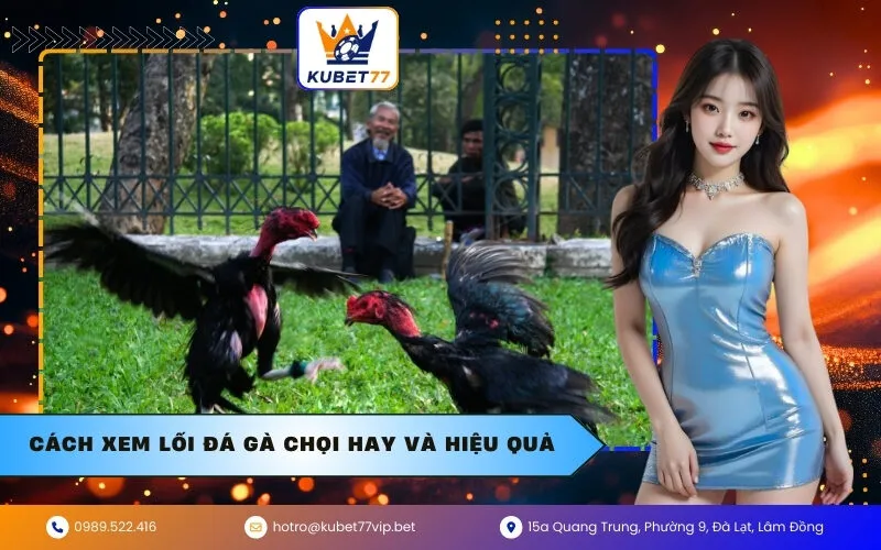 Cách xem lối đá gà chọi hay và hiệu quả