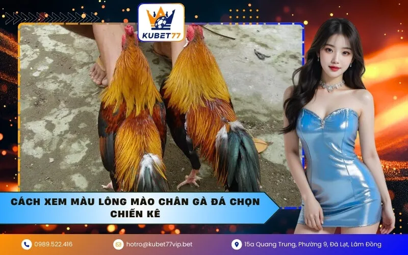 Cách xem màu lông mào chân gà đá chọn chiến kê