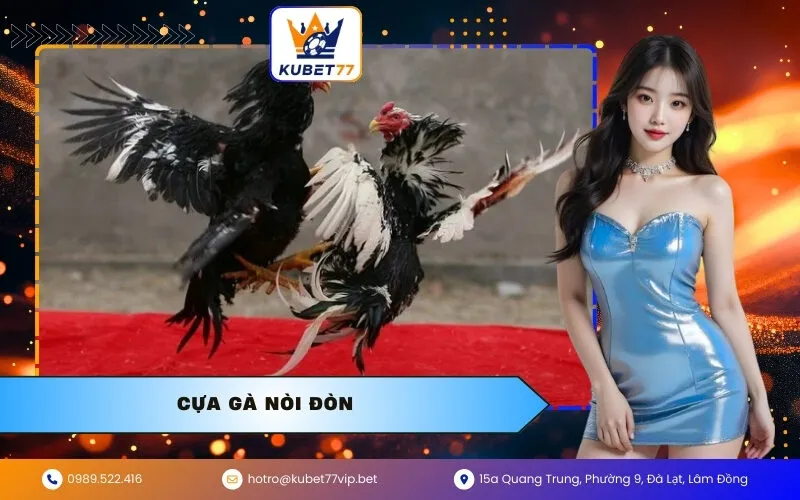Cựa Gà Nòi Đòn