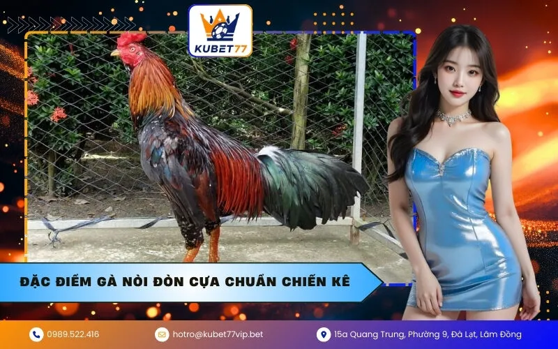 Đặc điểm gà nòi đòn cựa chuẩn chiến kê