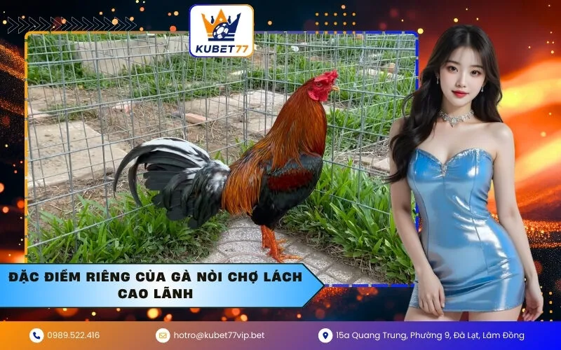 Đặc điểm riêng của gà nòi Chợ Lách Cao Lãnh