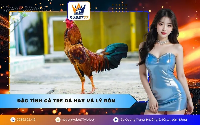 Đặc tính gà tre đá hay và lỳ đòn