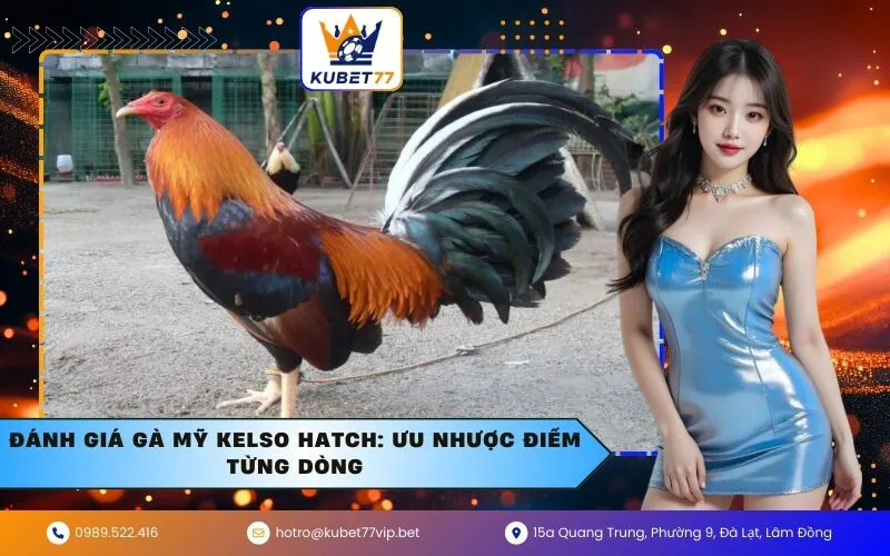 Đánh giá gà Mỹ Kelso Hatch: Ưu nhược điểm từng dòng