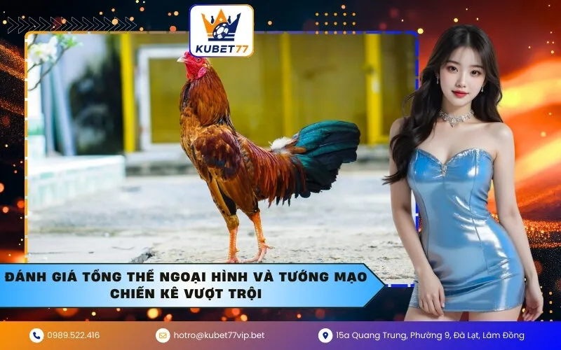 Đánh Giá Tổng Thể Ngoại Hình và Tướng Mạo Chiến Kê Vượt Trội