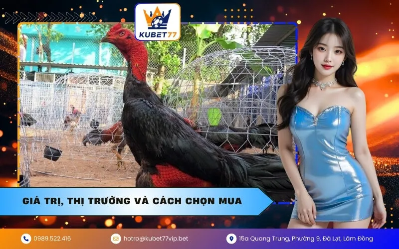 Giá trị, thị trường và cách chọn mua