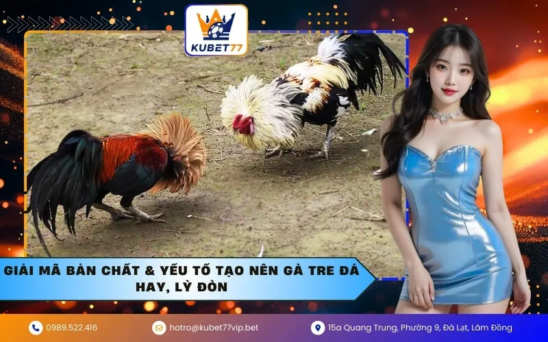Giải Mã Bản Chất & Yếu Tố Tạo Nên Gà Tre Đá Hay, Lỳ Đòn