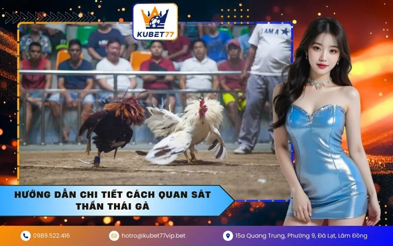 Hướng dẫn chi tiết cách quan sát thần thái gà