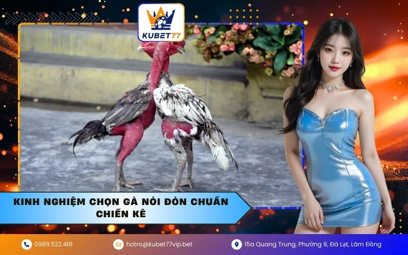 Kinh Nghiệm Chọn Gà Nòi Đòn Chuẩn Chiến Kê