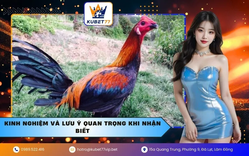 Kinh nghiệm và lưu ý quan trọng khi nhận biết