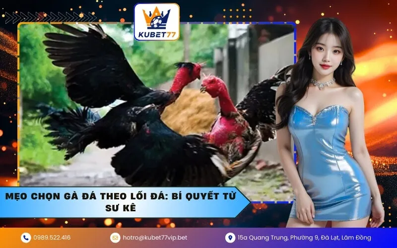 Mẹo chọn gà đá theo lối đá: Bí quyết từ sư kê