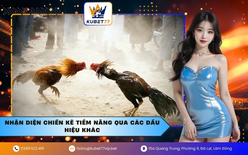 Nhận diện chiến kê tiềm năng qua các dấu hiệu khác