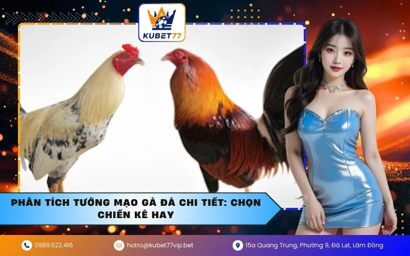 Phân tích tướng mạo gà đá chi tiết: Chọn chiến kê hay