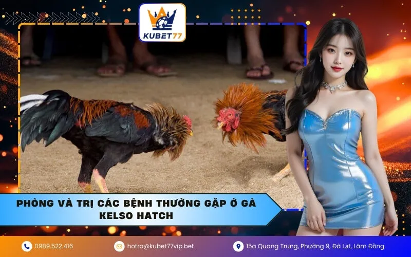 Phòng và trị các bệnh thường gặp ở gà Kelso Hatch