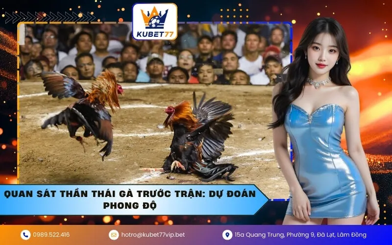 Quan sát thần thái gà trước trận: Dự đoán phong độ