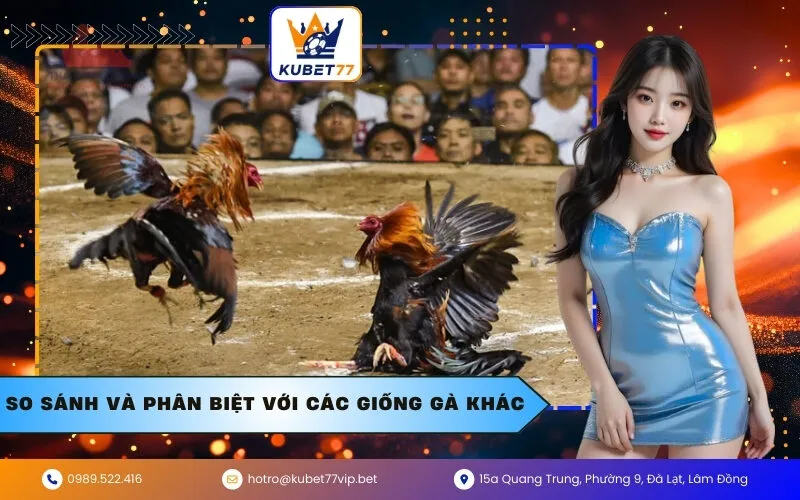 So sánh và phân biệt với các giống gà khác