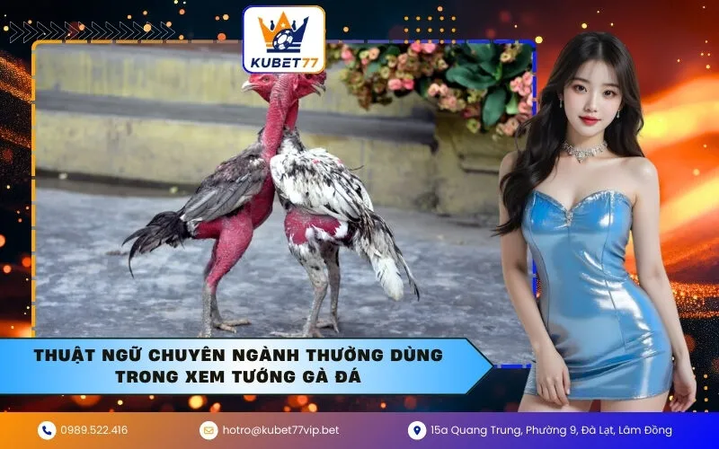 Thuật ngữ chuyên ngành thường dùng trong xem tướng gà đá