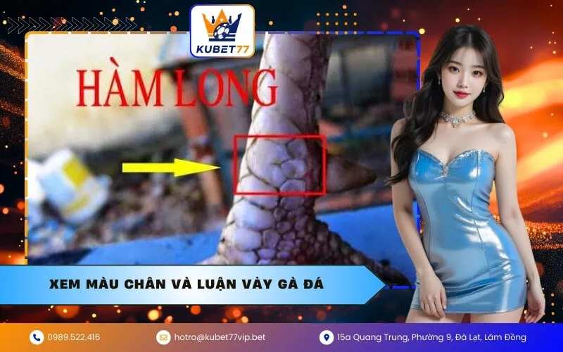 Xem Màu Chân Và Luận Vảy Gà Đá